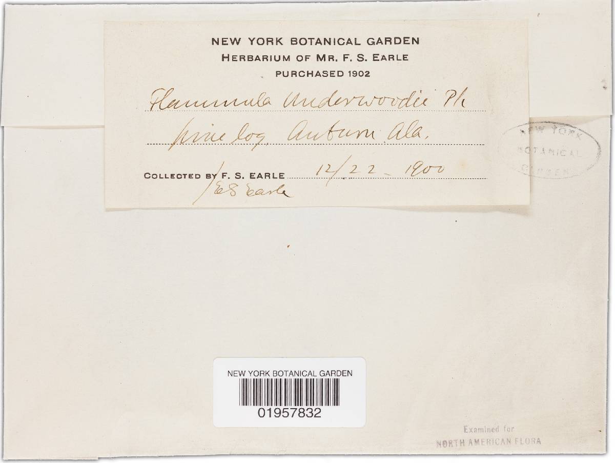 Gymnopilus underwoodii image
