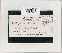 Gymnopus confluens image