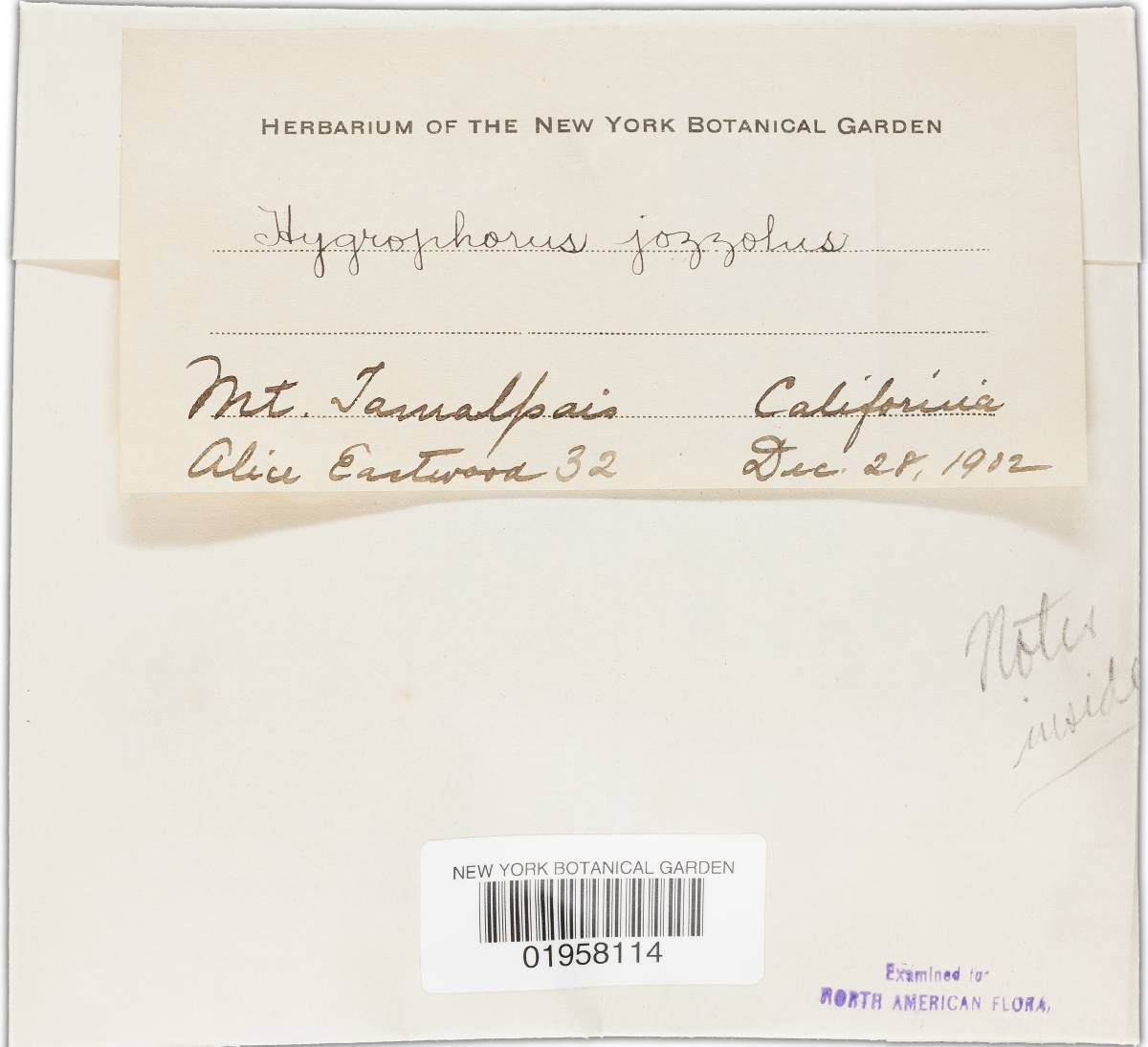 Hygrophorus jozzolus image
