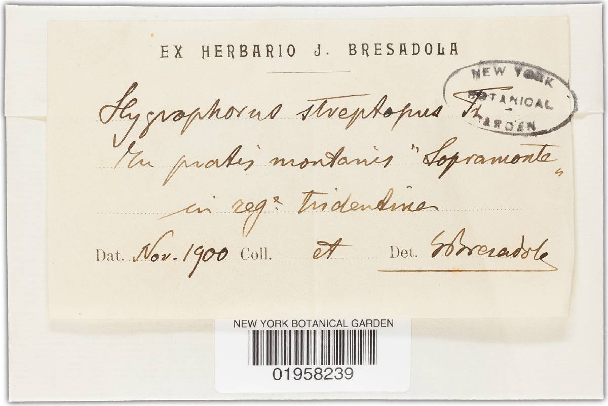 Hygrocybe fornicata var. fornicata image