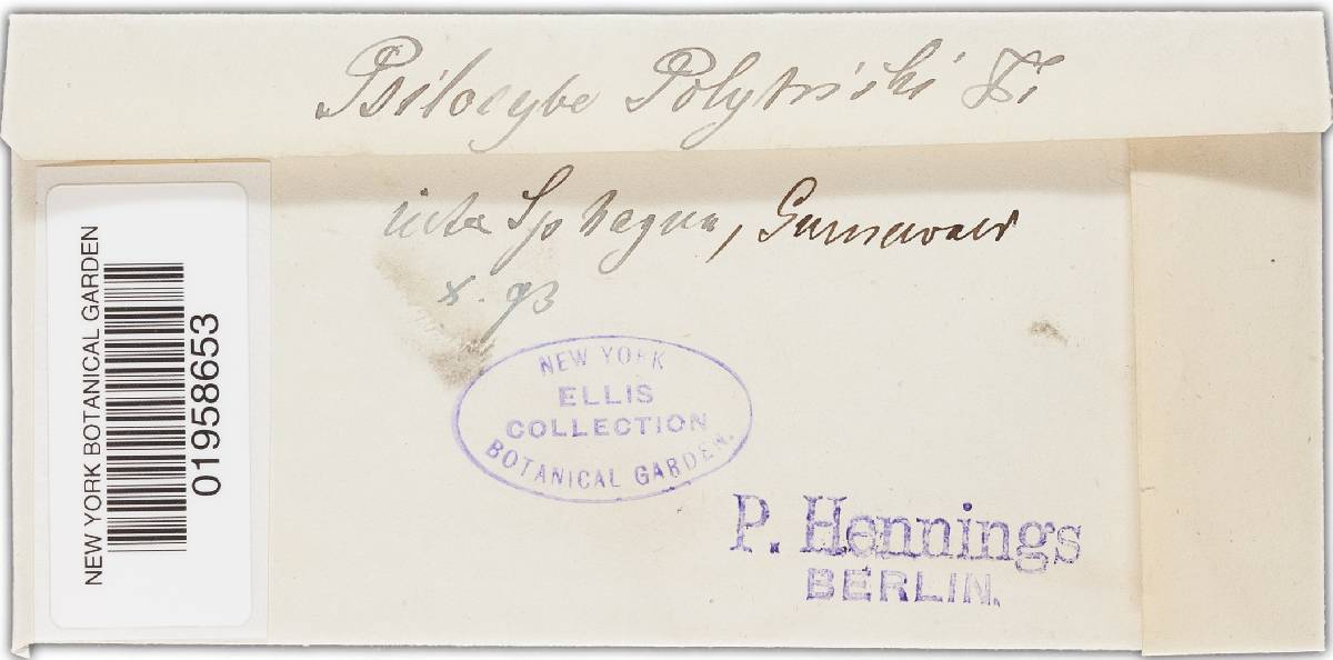 Hypholoma polytrichi image