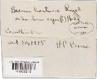 Bremia lactucae image