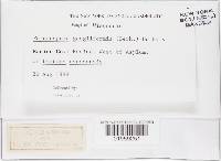 Bremia lactucae image