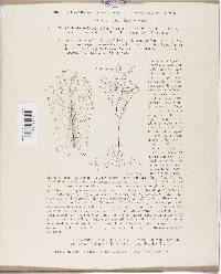 Bremia lactucae image
