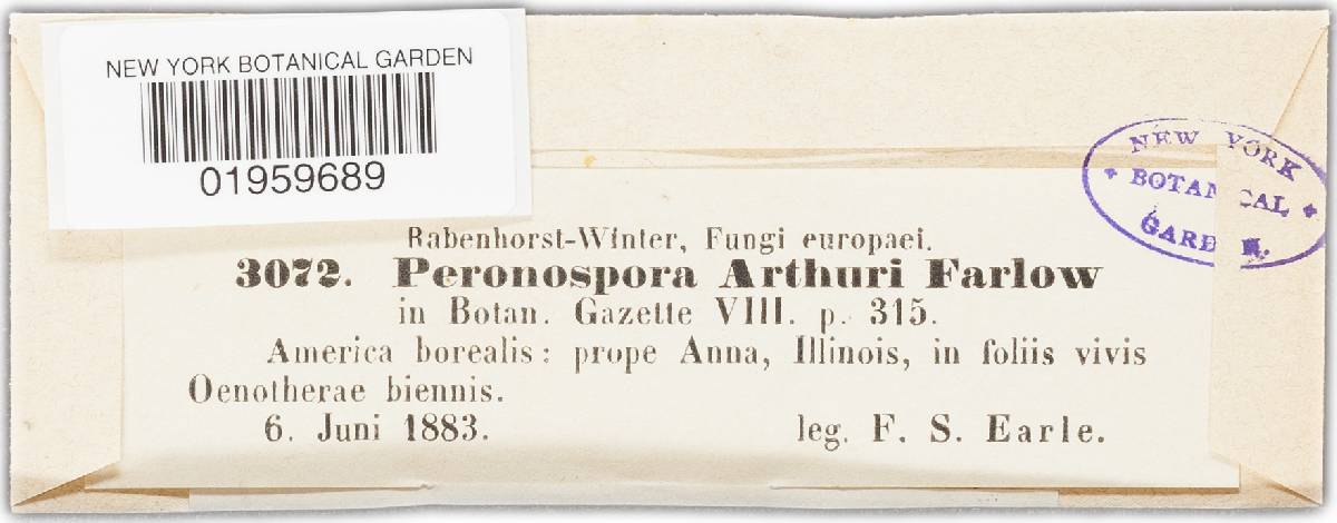 Peronospora arthurii image