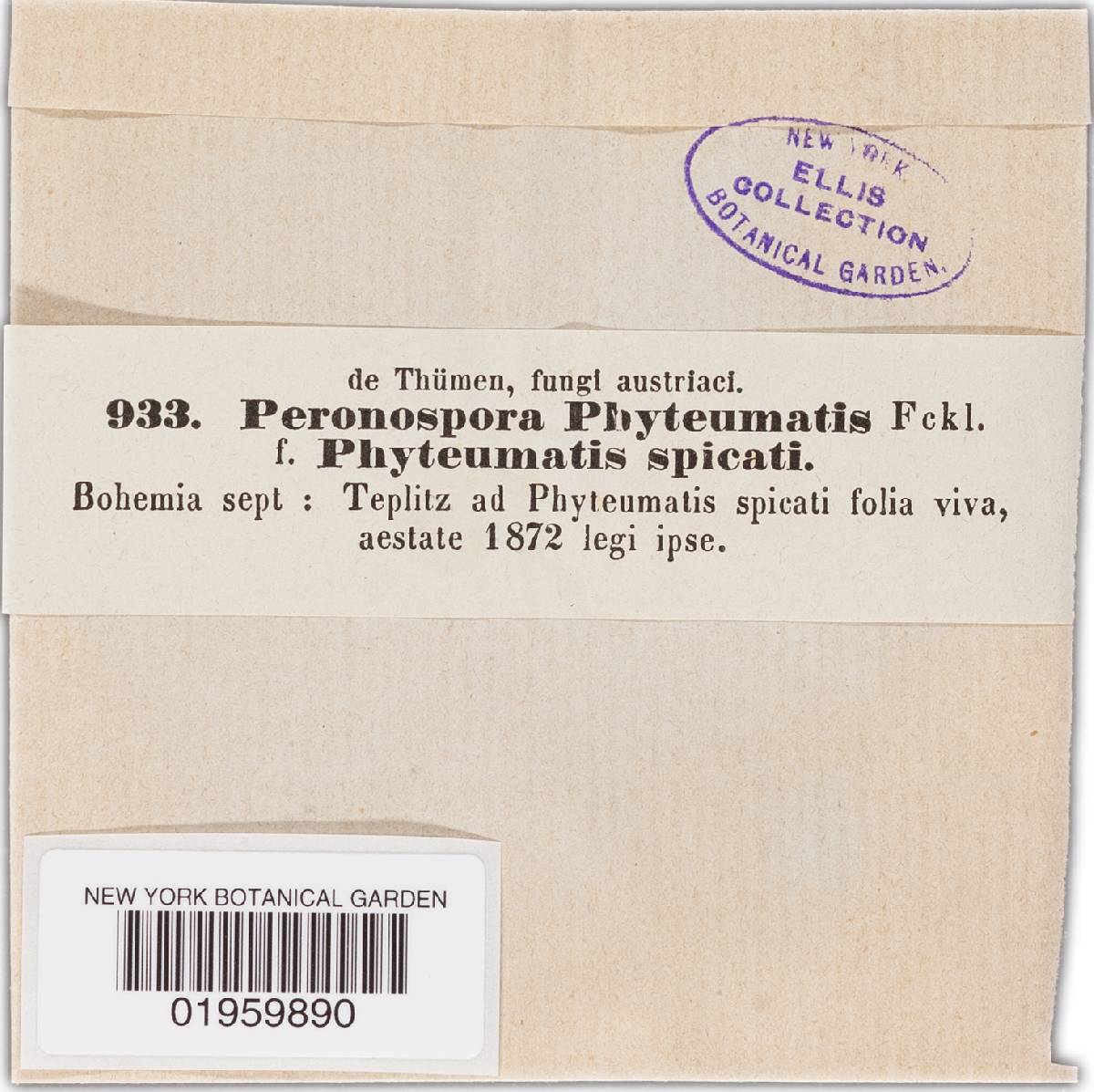 Peronospora conferta image
