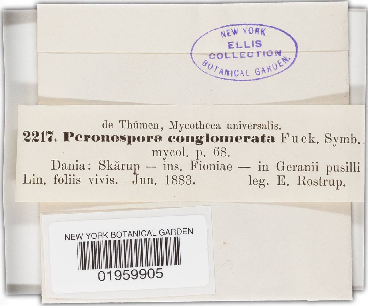 Peronospora image