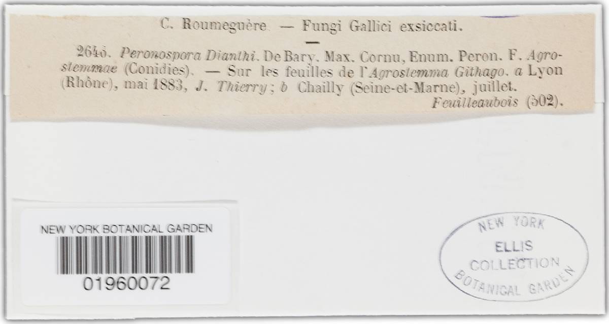 Peronospora dianthi image
