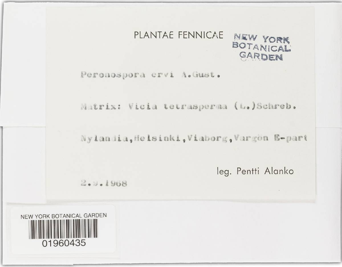 Peronospora ervi image
