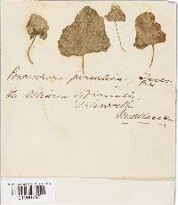 Peronospora niessliana image