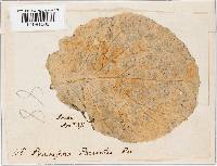 Peronospora parasitica image