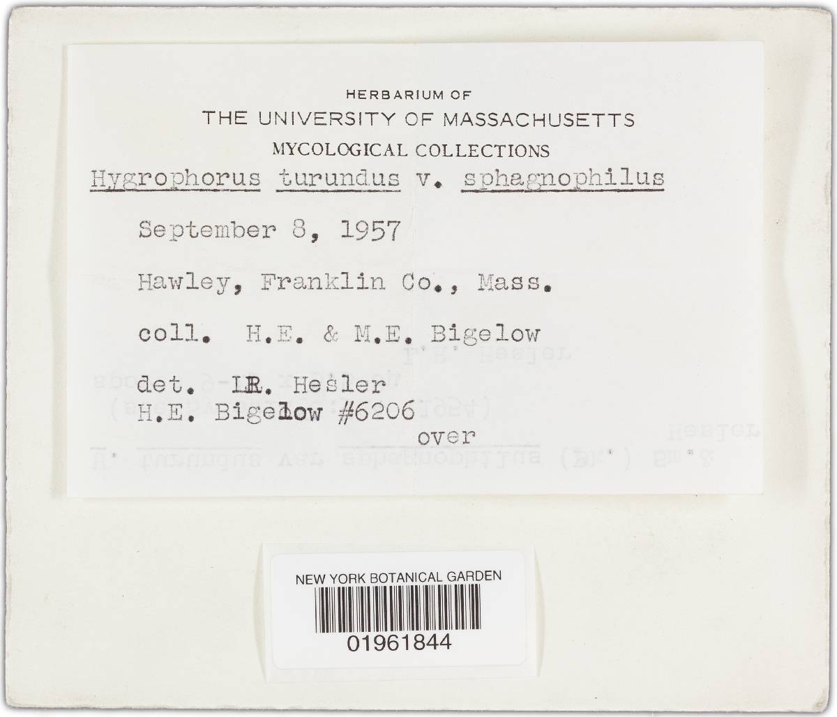 Hygrophorus turundus var. sphagnophilus image