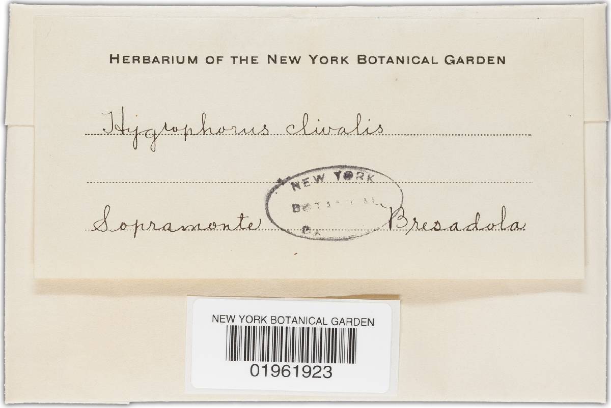Hygrocybe fornicata var. fornicata image