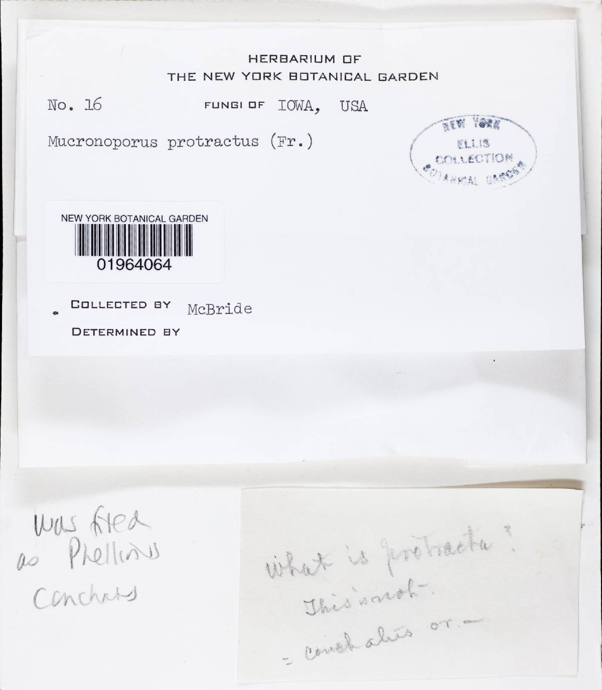 Gloeophyllum protractum image