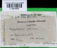 Hapalopilus rutilans image