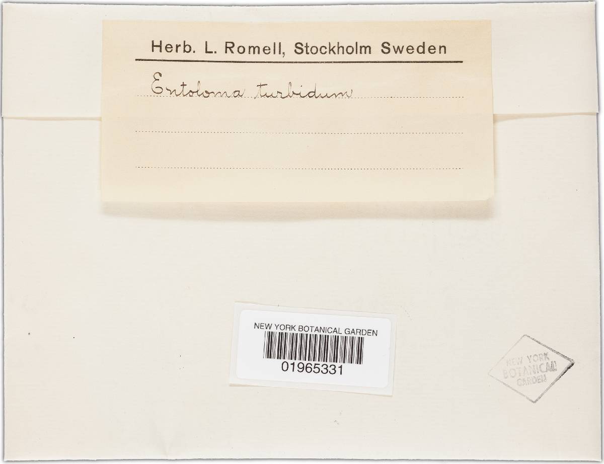 Entoloma turbidum image