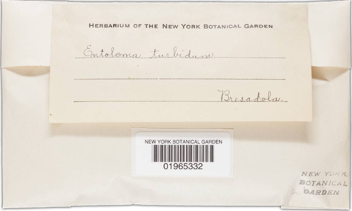 Entoloma turbidum image