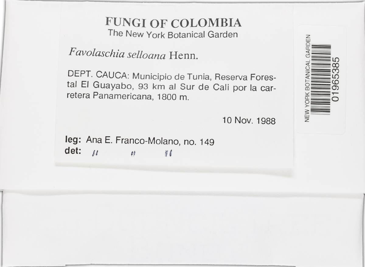 Favolaschia selloana image