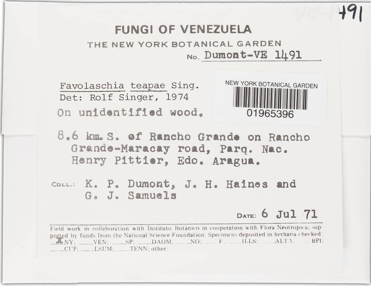 Favolaschia teapae image
