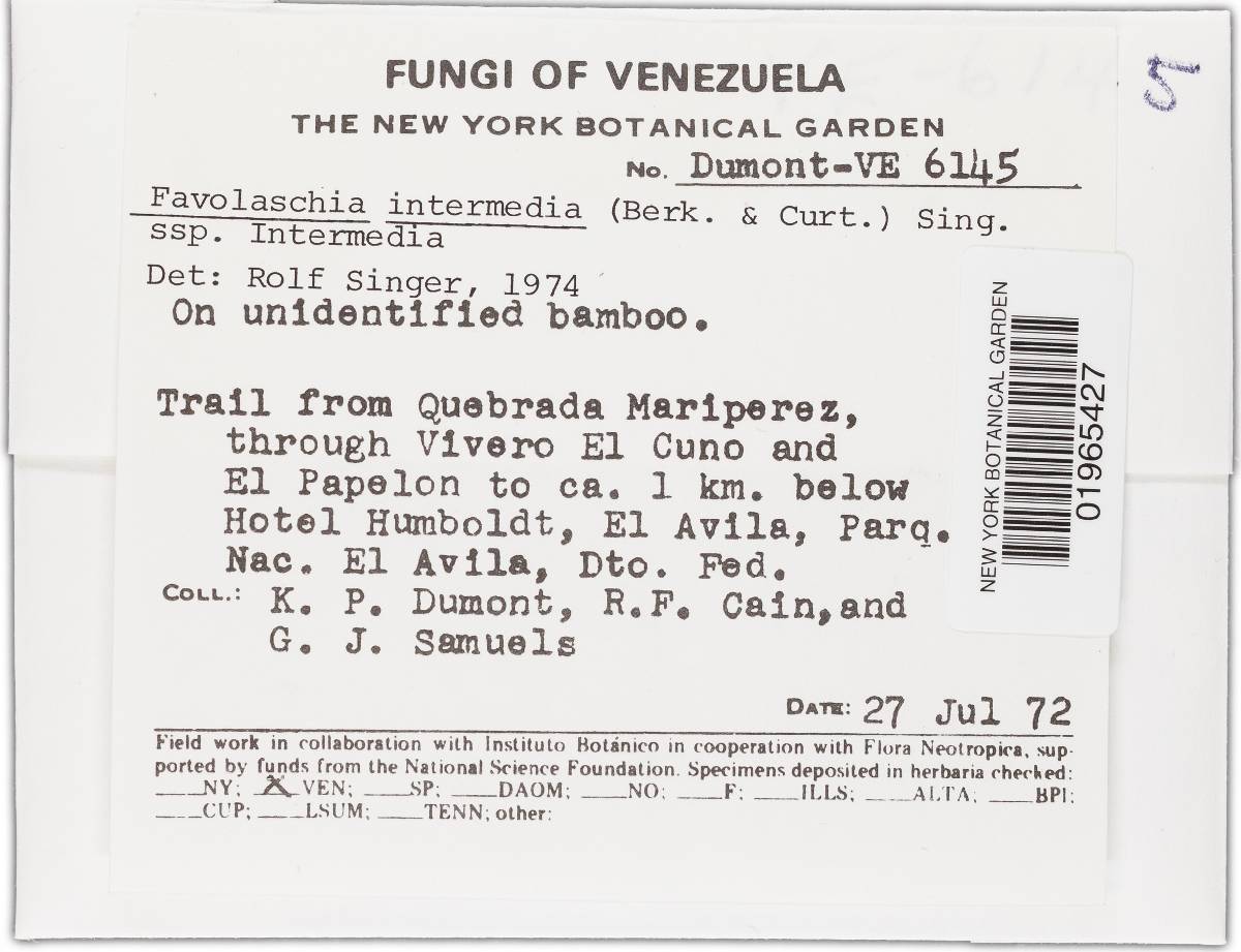 Favolaschia intermedia image