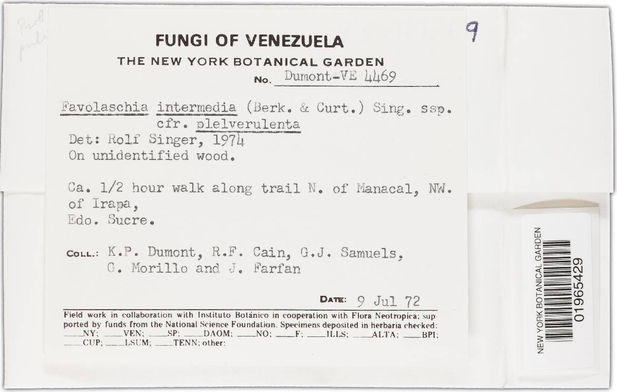 Favolaschia intermedia image
