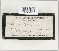 Fistulina hepatica image