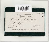 Fistulina hepatica image