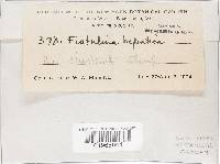 Fistulina hepatica image