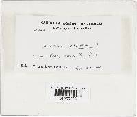 Floccularia albolanaripes image