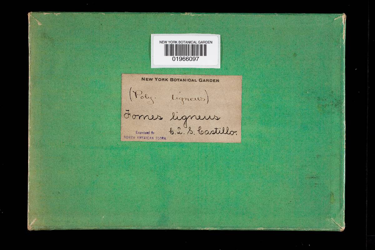Fomitopsis lignea image