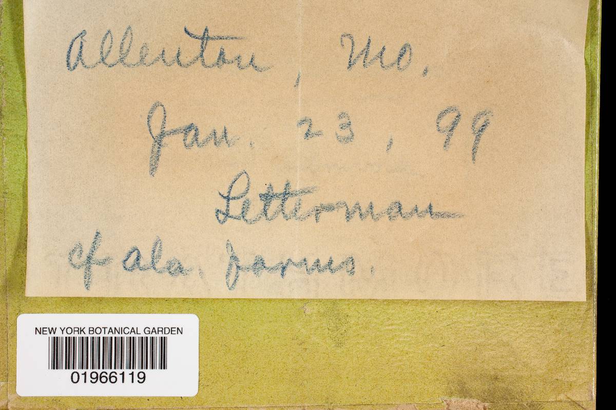 Fomitopsis meliae image