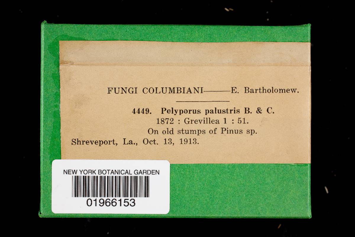 Fomitopsis palustris image