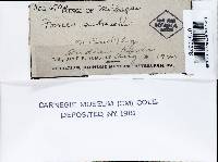 Fomitopsis cajanderi image