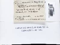 Fomitopsis cajanderi image