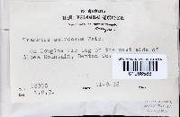 Fomitopsis cajanderi image