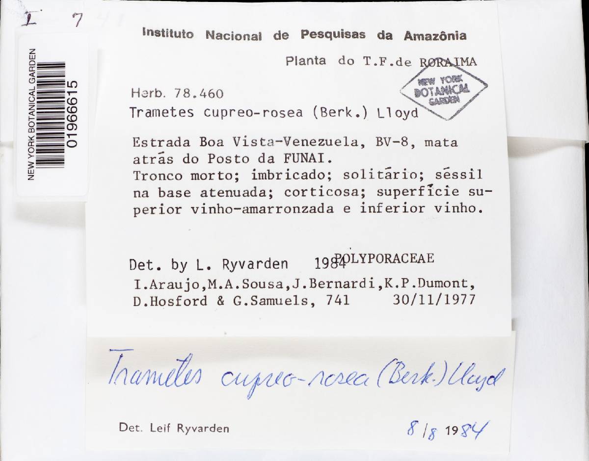 Fomitopsis cupreorosea image