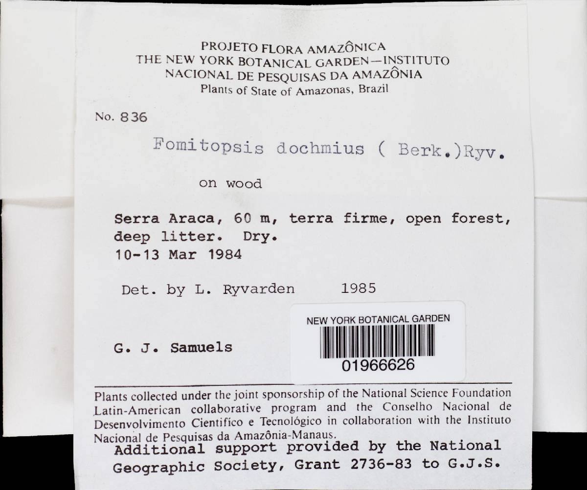Daedalea dochmia image
