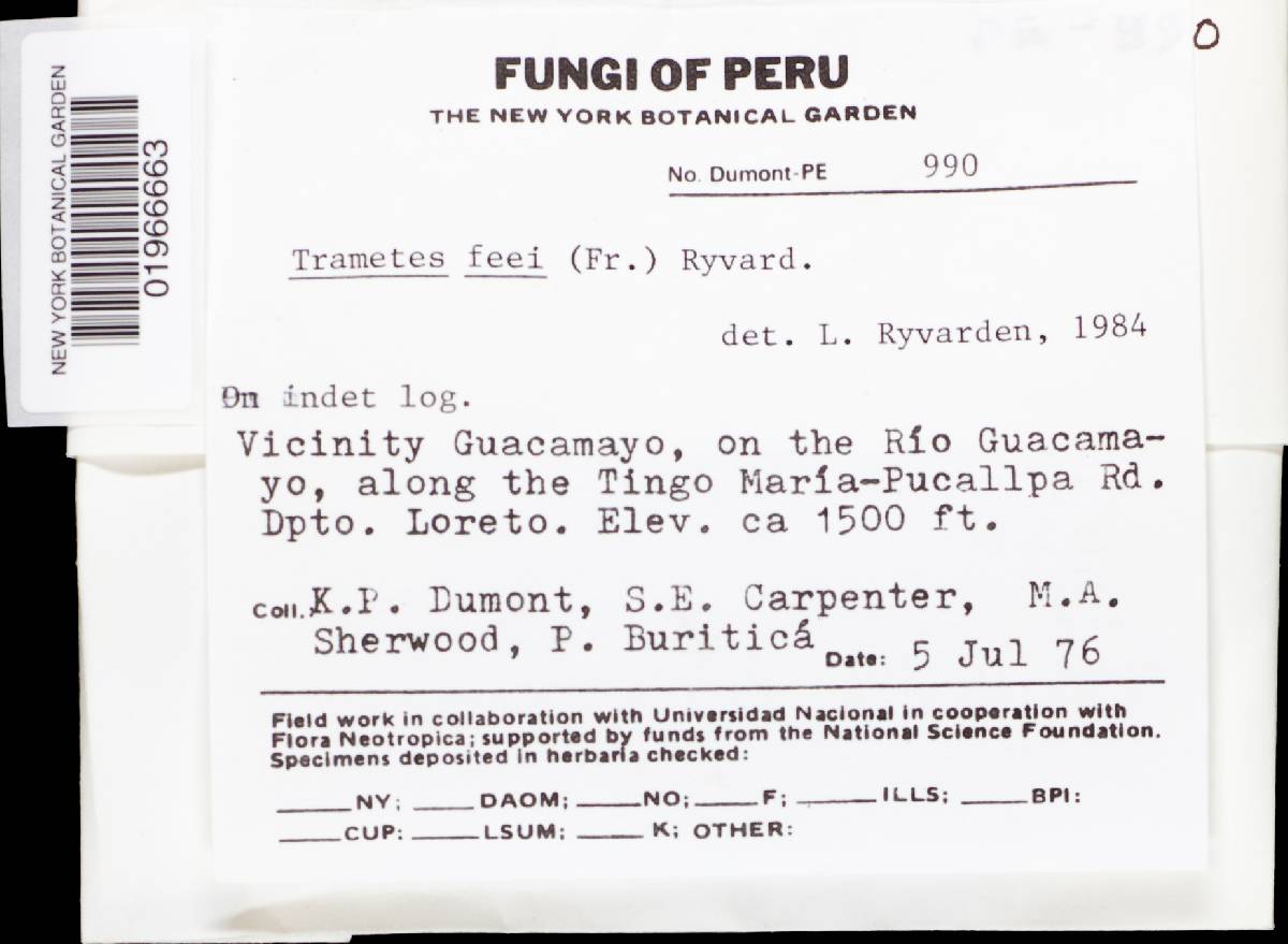 Fomitopsis feei image