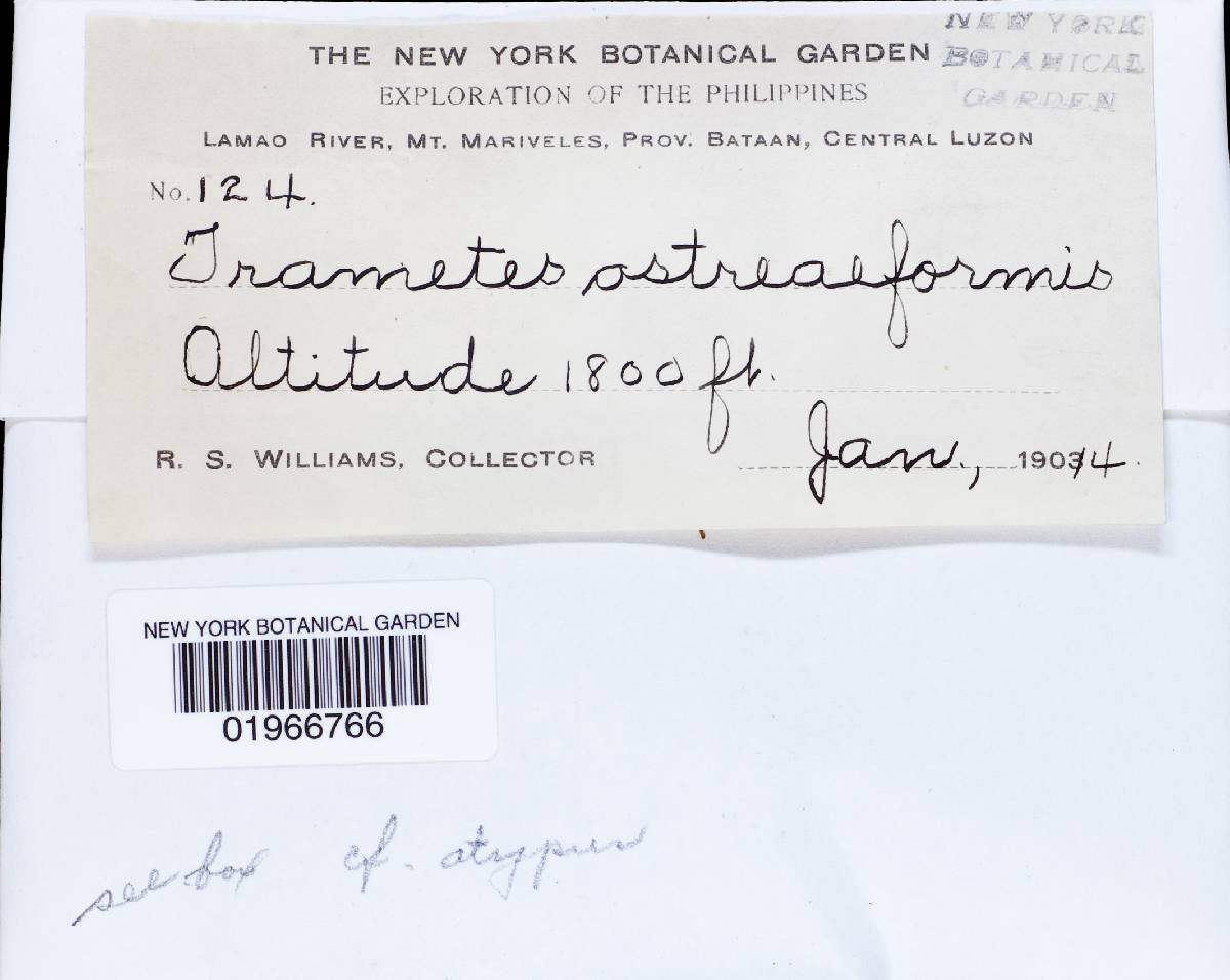 Fomitopsis ostreiformis image