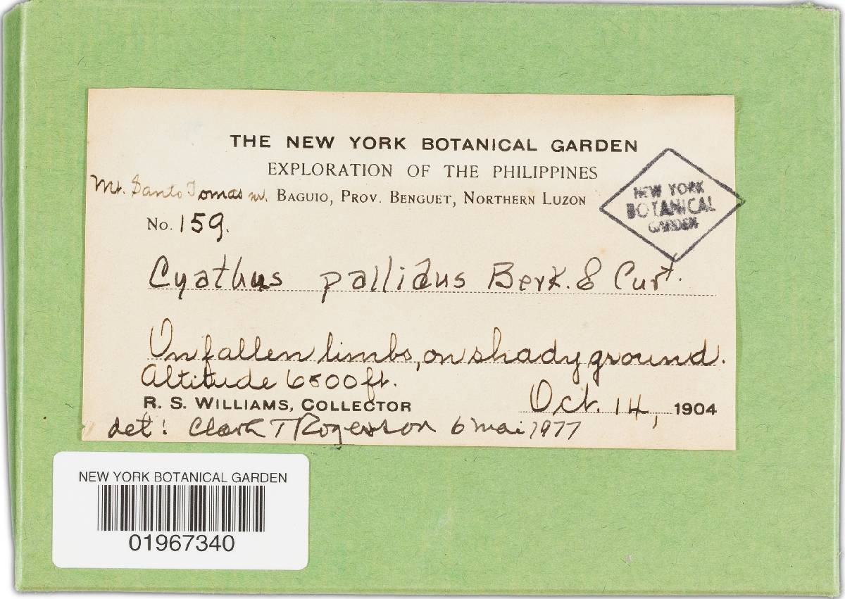 Cyathus pallidus image