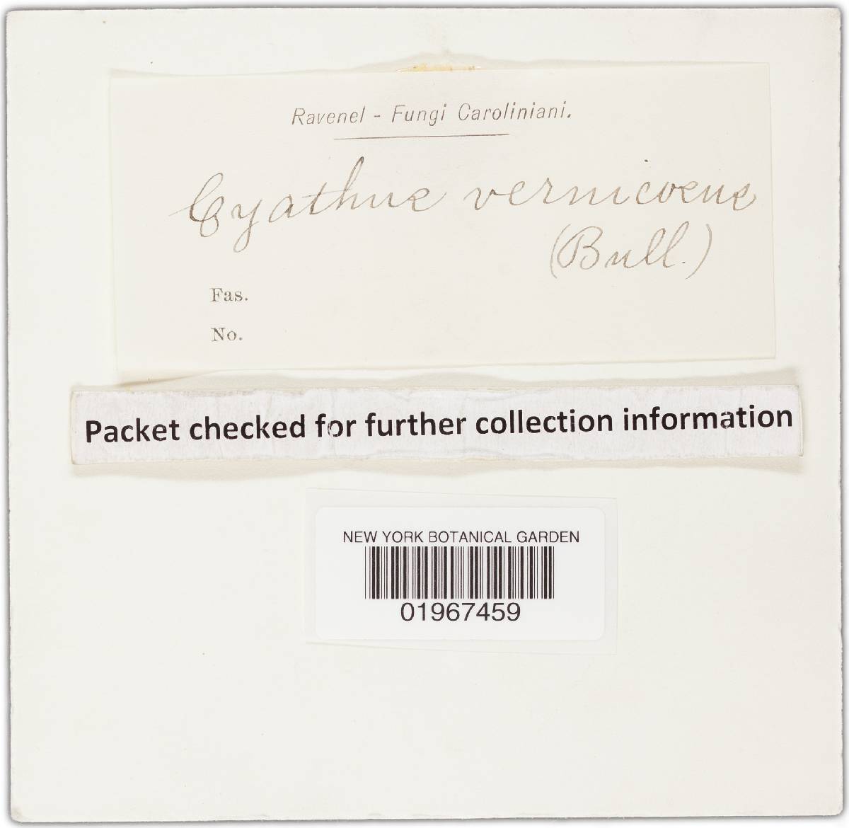 Cyathus campanulatus image
