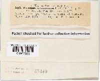 Cyathus olla image