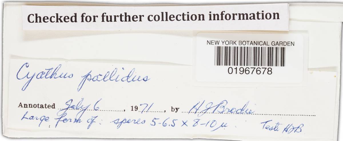 Cyathus pallidus image