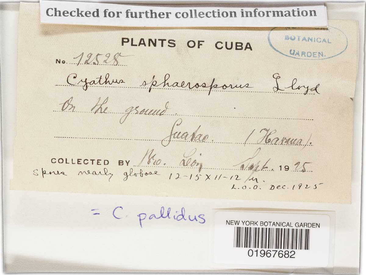 Cyathus pallidus image