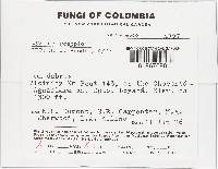Cyathus olla image