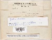 Cyathus stercoreus image