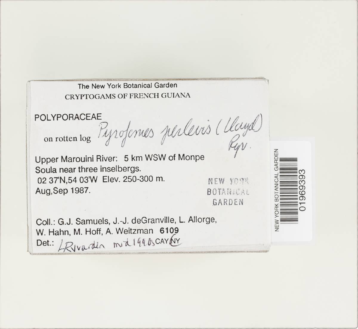 Pyrofomes perlevis image