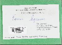 Rigidoporus microporus image