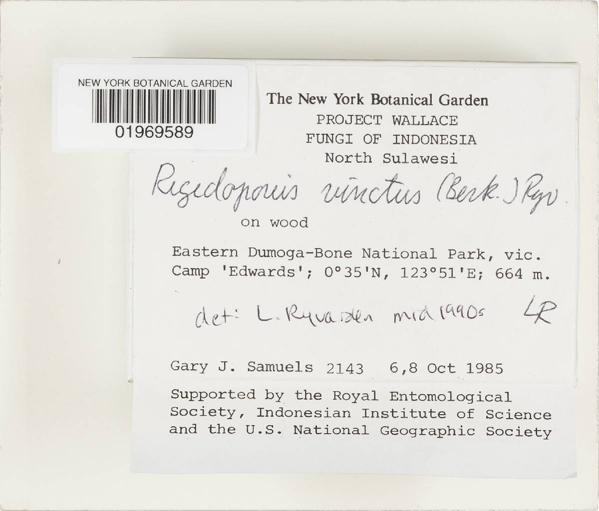 Rigidoporus vinctus image