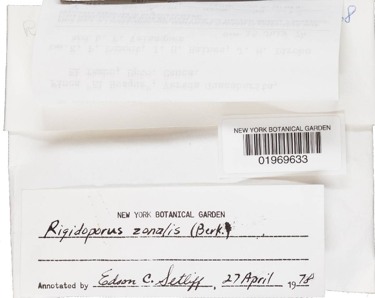 Rigidoporus lineatus image